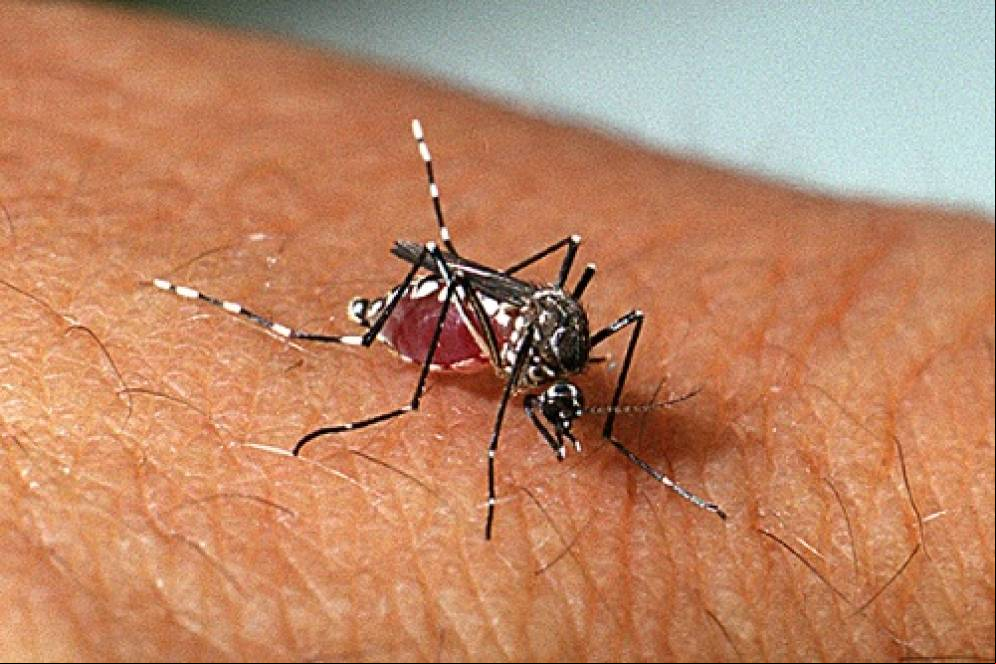 Acre, Amazonas e Roraima registram aumento de casos de febre do Mayaro