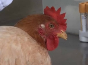 Gripe aviária: Uruguai, Chile e México também suspendem exportação de frango brasileiro